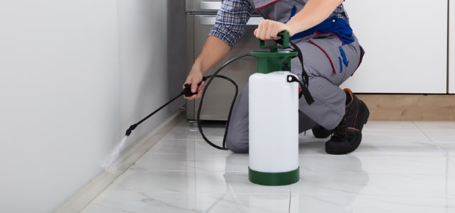 Exterminador de cinches en Vermont